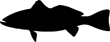 Image result for Cynoscion regalis