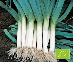 Image result for Porree