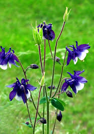 Attēlu rezultāti vaicājumam “Aquilegia vulgaris”