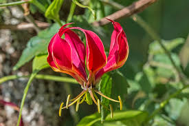 Attēlu rezultāti vaicājumam “Colchicaceae”