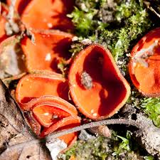 Attēlu rezultāti vaicājumam “Melastiza chateri”