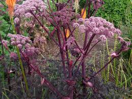 Attēlu rezultāti vaicājumam “Angelica sylvestris”