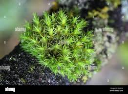 Attēlu rezultāti vaicājumam “Orthotrichum speciosum”