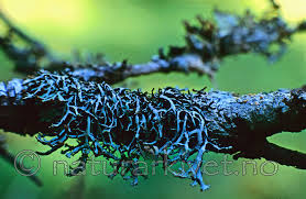 Attēlu rezultāti vaicājumam “Hypogymnia vittata”