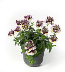 Image result for Elfenspiegel