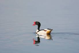 Attēlu rezultāti vaicājumam “Tadorna tadorna male”