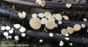 Attēlu rezultāti vaicājumam “Hymenoscyphus fraxineus”