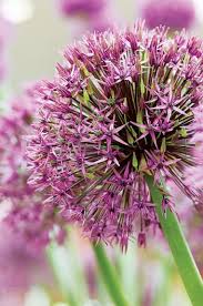 Attēlu rezultāti vaicājumam “Allium holandicum flower”