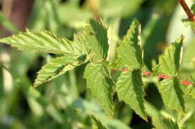 Attēlu rezultāti vaicājumam “Filipendula ulmaria  leaf”