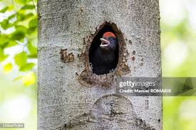Attēlu rezultāti vaicājumam “Dryocopus martius nest”