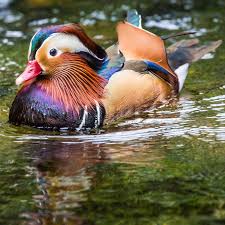 Attēlu rezultāti vaicājumam “Aix galericulata male”