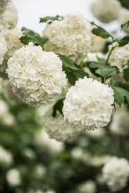 Attēlu rezultāti vaicājumam “Viburnum opulus”