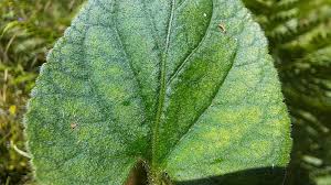 Attēlu rezultāti vaicājumam “Viola hirta leaf”