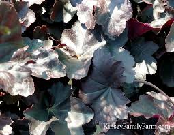 Image result for Heuchera Metallica
