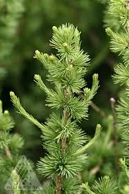 Attēlu rezultāti vaicājumam “Larix decidua”