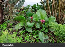Attēlu rezultāti vaicājumam “Bergenia crassifolia”