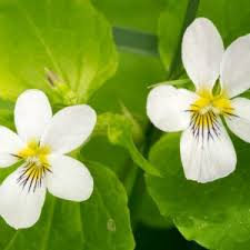 Attēlu rezultāti vaicājumam “Viola tricolor leaf”