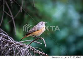 Attēlu rezultāti vaicājumam “Phoenicurus phoenicurus female”