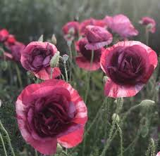 Image result for Papaver rhoeas 'Shirley'