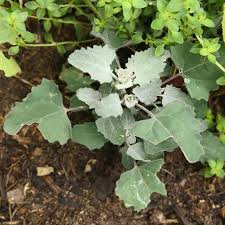 Attēlu rezultāti vaicājumam “Chenopodium album leaf”