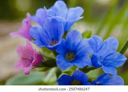 Image result for Pulmonaria officinalis