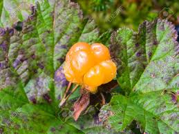 Attēlu rezultāti vaicājumam “Rubus chamaemorus fruit”