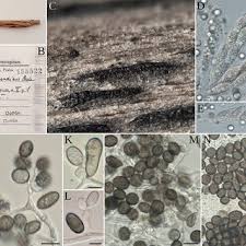 Attēlu rezultāti vaicājumam “Hyaloscypha hyalina”