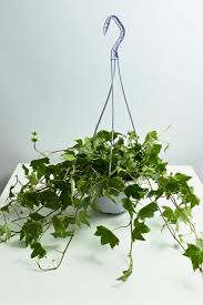 Attēlu rezultāti vaicājumam “Hedera helix”