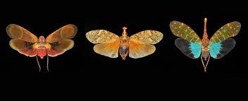 Attēlu rezultāti vaicājumam “Fuligo licentii macro”