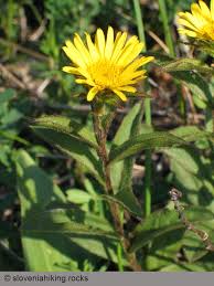 Image result for Inula hirta