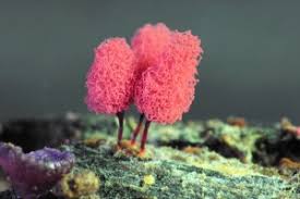 Attēlu rezultāti vaicājumam “Willkommlangea reticulata plasmodium”