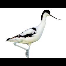 Attēlu rezultāti vaicājumam “Recurvirostra avosetta”