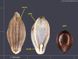 Attēlu rezultāti vaicājumam “Glyceria striata”