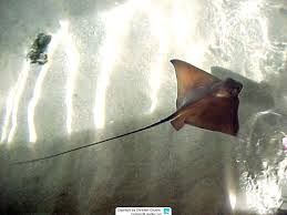 Image result for Myliobatis aquila