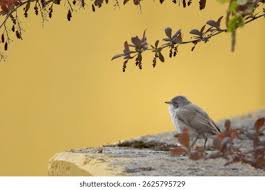 Attēlu rezultāti vaicājumam “Sylvia curruca adult”