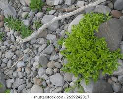 Attēlu rezultāti vaicājumam “Honckenya peploides fruit”