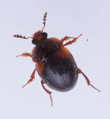 Attēlu rezultāti vaicājumam “Anisotoma humeralis”