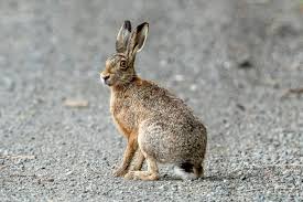 Attēlu rezultāti vaicājumam “Lepus europaeus adult”