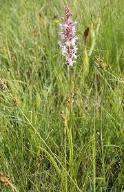 Attēlu rezultāti vaicājumam “Gymnadenia conopsea fruit”