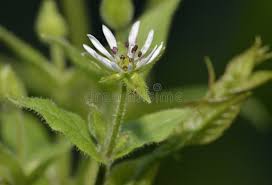 Attēlu rezultāti vaicājumam “Myosoton aquaticum flower”