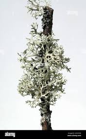 Attēlu rezultāti vaicājumam “Parmelina tiliacea”