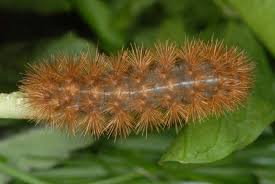 Attēlu rezultāti vaicājumam “Diaphora mendica”