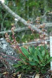 Attēlu rezultāti vaicājumam “Pyrola rotundifolia fruit”