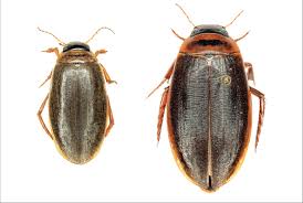 Attēlu rezultāti vaicājumam “Colymbetes striatus”