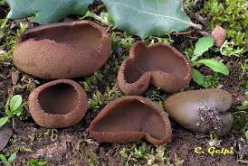 Attēlu rezultāti vaicājumam “Peziza badia”