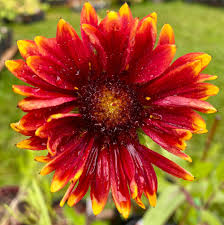 Image result for Gaillardia