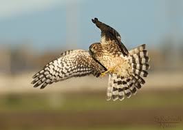 Attēlu rezultāti vaicājumam “Circus pygargus adult”