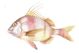 Image result for Pagrus pagrus