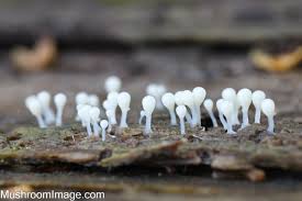 Attēlu rezultāti vaicājumam “Hemitrichia clavata stalked”