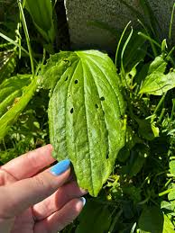 Attēlu rezultāti vaicājumam “Plantago media leaf”